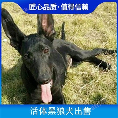 活体黑狼犬出售 狗狗品种黑狼犬 颜色黑色 狗狗性别公母均有