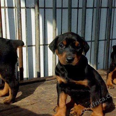 散养双血统成年立耳杜宾犬母犬 肌肉发达 抗病能力强 体格健壮