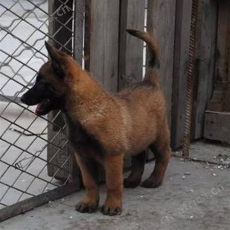 长期供应活体马犬幼苗 成年改良犬 自然立耳 已做免疫驱虫