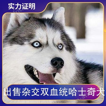 出售杂交双血统哈士奇犬 公母均有 胸围55cm 肩高53-58cm