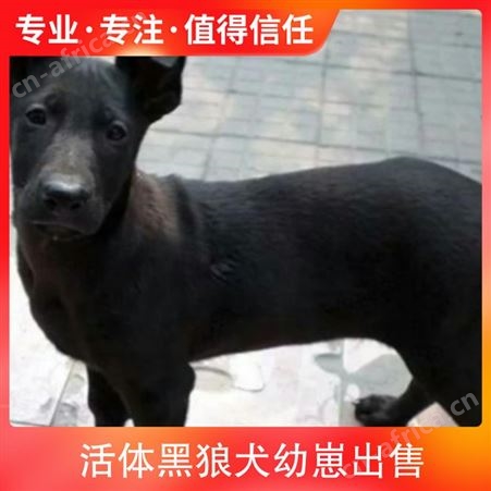 活体黑狼犬幼崽出售 狗狗品种黑狼犬 颜色黑色 狗狗性别公母均有