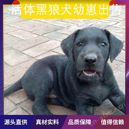 活体黑狼犬幼崽出售 狗狗品种黑狼犬 颜色黑色 狗狗性别公母均有