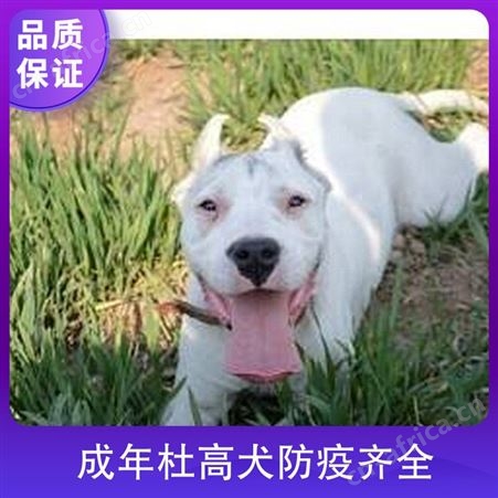 成年杜高犬防疫齐全 体高55cm 数量888 毛色白色