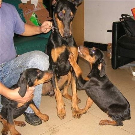 散养种黑狼犬三个月幼犬 行动敏捷 尾巴细长 生长速度快