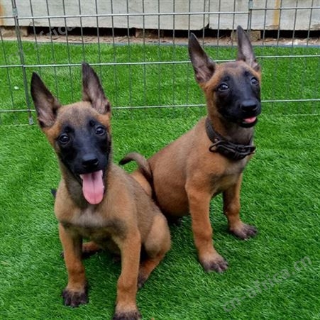 马犬幼崽 活体供应 成年改良犬 适应范围广 自然立耳