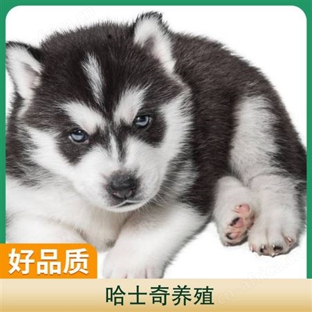 哈士奇养殖基地 公母均有 品种哈士奇犬 体重30kg