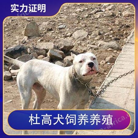 杜高犬饲养养殖 公母均有 免疫驱虫已做完 毛色白色