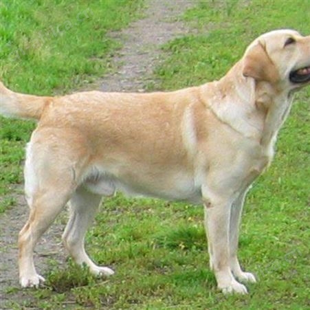 自然散养成年拉布拉多犬 适应能力强 生长快 明茂养殖