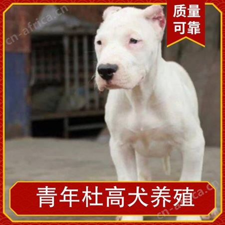 青年杜高犬养殖 公母均有 体重22kg 胸围18cm 免疫驱虫已做完