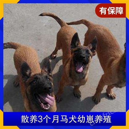 散养3个月马犬幼崽养殖 规格幼崽 品种马犬 体长40cm