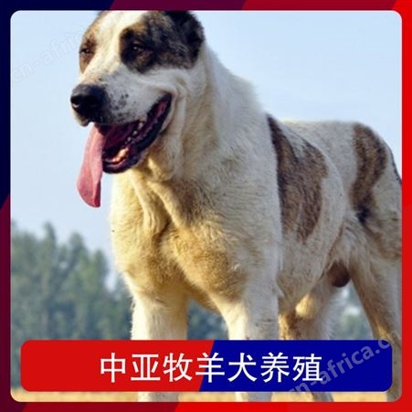 中亚牧羊犬养殖 规格幼崽 品种德国牧羊犬 成活率百分之87