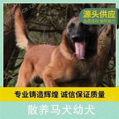 散养马犬幼犬 品种马犬 性别公母 免疫驱虫已做完