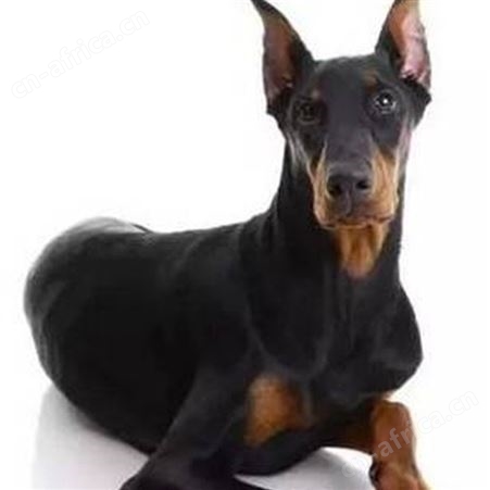 农家养殖立耳护卫杜宾犬 看家护院 抗病能力强 行动敏捷 明茂