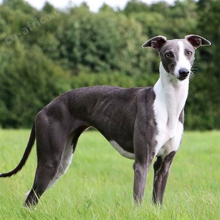猎兔格力犬养殖基地 纯种幼犬 双血统 已做免疫驱虫 明茂
