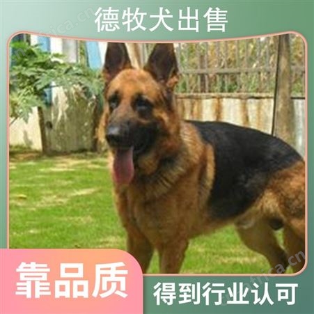 有没有德牧犬出售 品种德国牧羊犬 别名黑背 颜色黄褐色 黑色