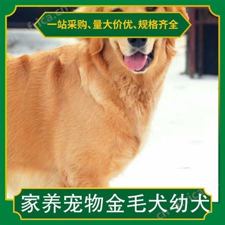 家养宠物金毛犬幼犬 公母均有 体长56-61cm 体重20斤