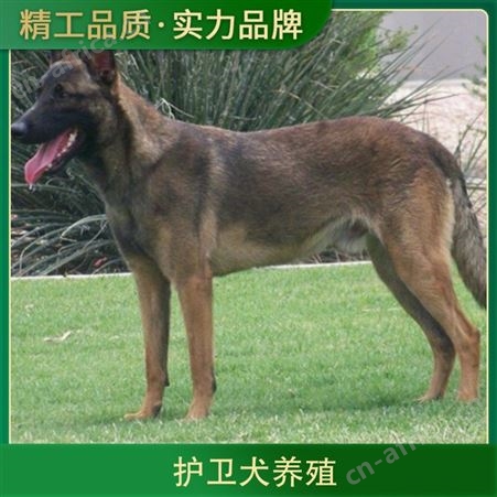 护卫犬养殖 品种拉布拉多犬 别名黑背 颜色黄色 体重35cm