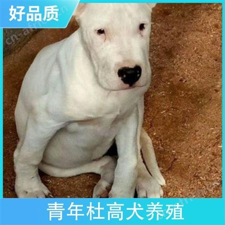 青年杜高犬养殖 公母均有 体重22kg 胸围18cm 免疫驱虫已做完
