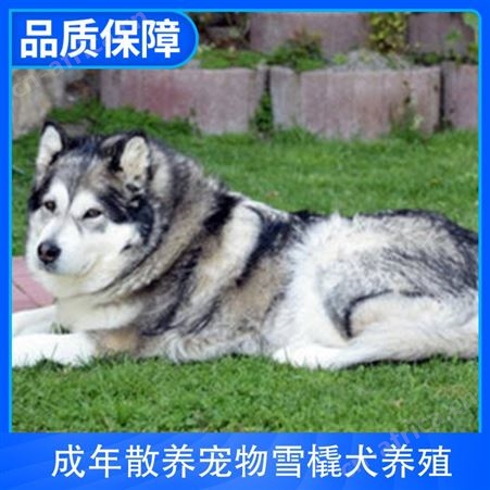 成年散养宠物雪橇犬养殖 养殖方式散养 服务提供养殖技术指导