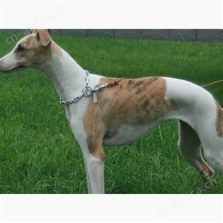 长期供应幼崽格力犬 格力猎犬养殖 已做免疫驱虫