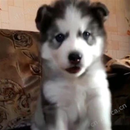 纯种哈士奇犬 哈士奇活体幼犬 宠物犬 生长快 已做免疫驱虫