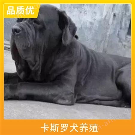 卡斯罗犬养殖 公母均有 品种卡斯罗 体长70-73cm