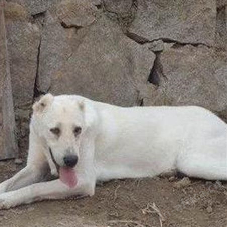 养殖中亚牧羊犬 双血统 肌肉发达 生长速度快 体格健壮