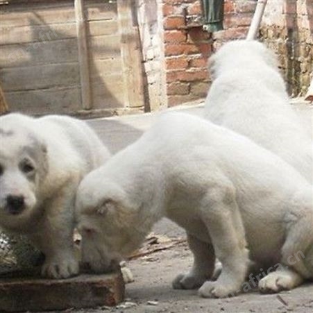 中亚牧羊犬 明茂专业养殖基地 双血统 纯种狗培育 出售幼崽