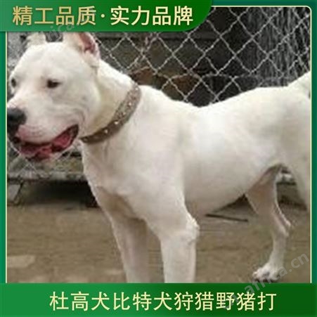 杜高犬比特犬野猪打 公母公母均有 品种犬