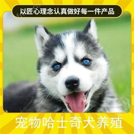 宠物哈士奇犬养殖 品种哈士奇犬 肩高51-56cm 服务提供养殖技术指导