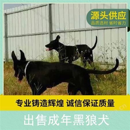 出售成年黑狼犬 公母均有 免疫驱虫已做完 毛色黑色