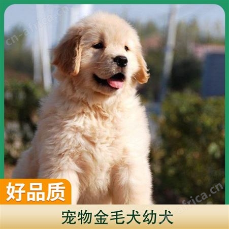 宠物金毛犬幼犬 箱装数量100根 动物种类犬类 体高60cm