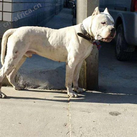 家养宠物伴侣犬 双血统阿根廷杜高犬 提供技术指导