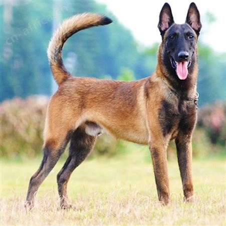 马犬养殖技术 成年改良犬 出售适应性强 服从度高