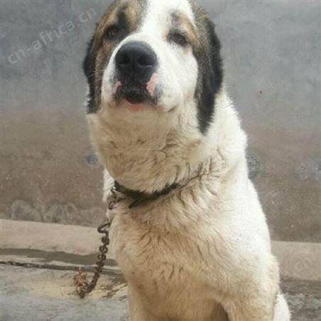 成年中亚牧羊犬 看家护院好帮手 体格健壮 抗病能力强 易养活