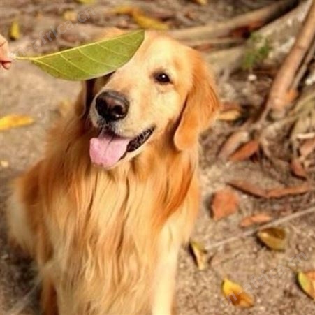 家养宠物金毛犬 行动敏捷 聪明伶俐 已做免疫驱虫