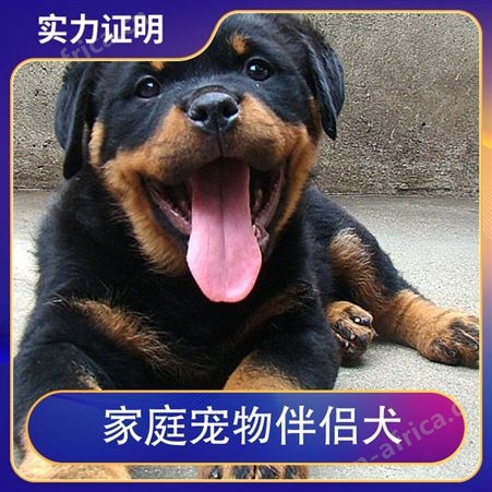 家庭宠物伴侣犬 品种拉布拉多犬 年龄2-4 免疫驱虫已做完