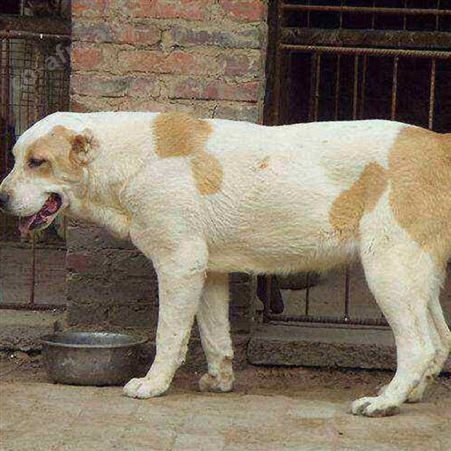 养殖中亚牧羊犬 双血统 肌肉发达 生长速度快 体格健壮