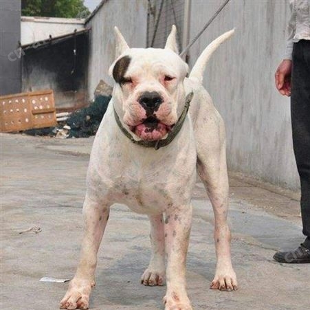 杜高犬 大体型供应宠物幼犬 性情温顺 行动敏捷 适应性强