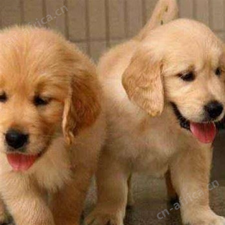 农家养殖大骨骼金毛犬 成年大型宠物犬 体格健壮 抗病能力强
