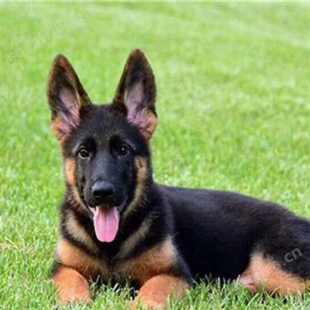 德牧幼犬 牧羊犬 德国黑背 双血统 活泼可爱 放牧牛羊 明茂