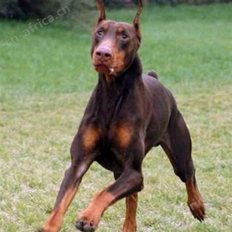 自然散养大骨架杜宾犬 工作犬 适应能力强 体型匀称 生长快
