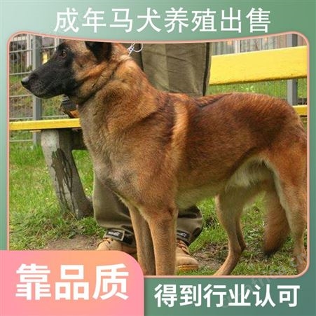 成年马犬养殖出售 品种马犬 体型中型 体重35 发货方式宠物托运