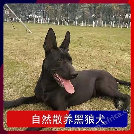 自然散养黑狼犬 规格成年 公母均有 品种黑狼犬 体长62cm