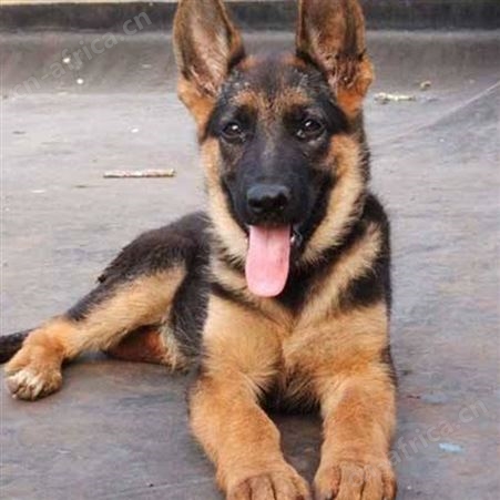 自然散养德国牧羊犬 双血统萌犬幼崽 抗病能力强 饲养简单