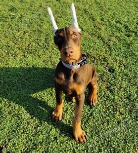 纯种杜宾犬 杜宾幼犬养殖销售 看家护院 成年犬 均有 明茂
