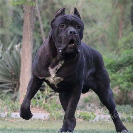 散养卡斯罗犬养殖护卫犬幼崽 指导饲养 免疫驱虫已做