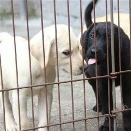 长期供应拉布拉多幼犬 小型长毛巡回犬 延展性强 提供技术指导