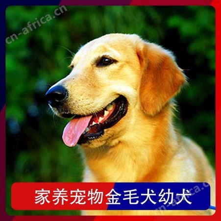 家养宠物金毛犬幼犬 公母均有 体长56-61cm 体重20斤