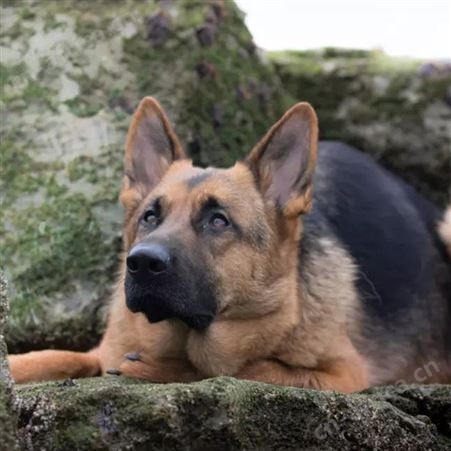 德牧犬养殖 双血统黑背德国牧羊犬 采食性广 耐粗饲